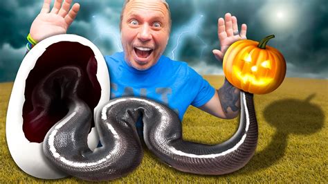 Meet The Pumpkin Snake Youtube