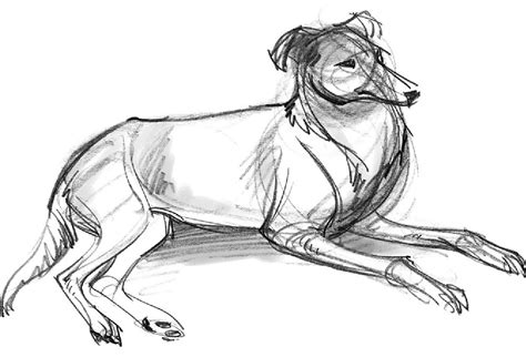 Dog Laying Down Dog Drawing Dog Infographic Dog Sketch