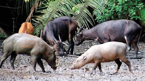 Translation of babi hutan in english. Babirusa Hewan Endemik Sulawesi Bertaring Panjang - YouTube