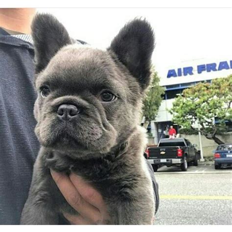 The french bulldog is a small sized domestic breed that was an outcome of crossing the ancestors of bulldog brought over from england with the local ratters of france. Pin en Bulldog