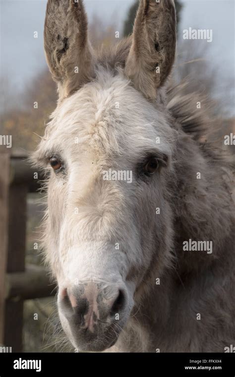 Grey Donkey Hi Res Stock Photography And Images Alamy