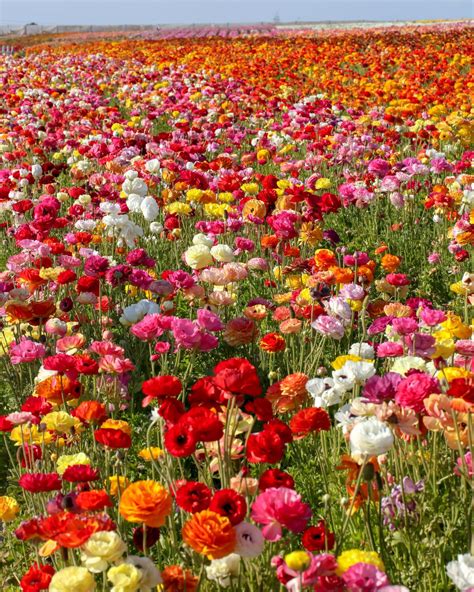 Carlsbads Instagram Ready Flower Fields Open March 1 Los Angeles Times