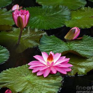 Tropical Waterlily And Dragonfly Square Frame Photograph By Byron