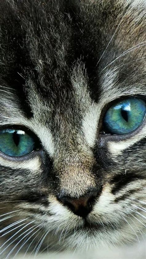 Bekijk meer ideeën over schattig, dieren, schattige dieren. Foto (met afbeeldingen) | Schattige kittens, Schattigste dieren, Gekke katten