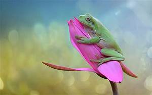 Hd, Wallpaper, Green, Frog, With, You, Will, Never, Have, A, Good