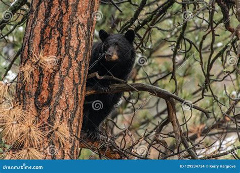 An Adult Black Bear In A Tree Stock Photo Image Of Protective