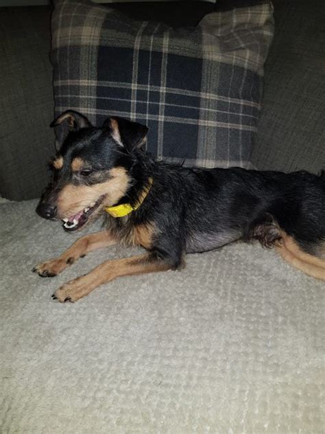 Bear 3 Year Old Male Miniature Pinscher Cross Available For Adoption