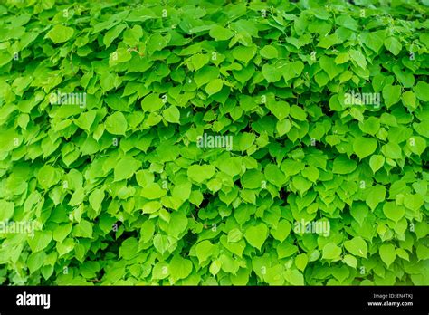 Fresh Green Lime Trees Spring Leaves Tilia Cordata Stock Photo Alamy