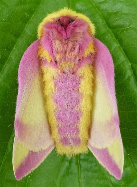 This Colorful Rosy Maple Moth Is An Eye Catching Garden Visitor
