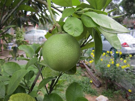 A fruit similar to a grapefruit but larger and sweeter, with pale green or yellow skin and white…. Happy Feet Mama: Pomelo