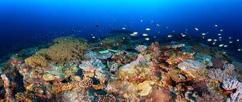 Underwater Photography Panoramic Underwater Reef View