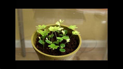 Mimosa Pudica Touch Sensitive Plant Time Lapsed Touched And Heated