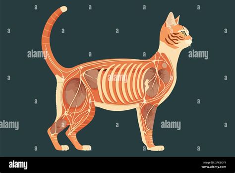 Cat Anatomy Vector Illustration Stock Vector Image And Art Alamy