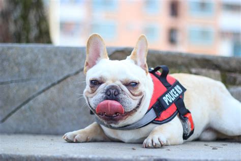 17 Signs That Your French Bulldog Is Stressed And How To Deal With It