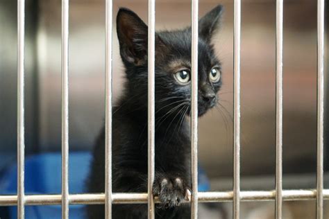 Does Behavior Affect How Long Cats Stay In Shelters Avsab