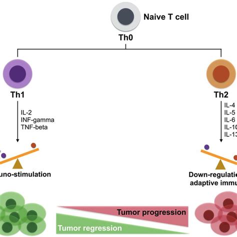 Effects Of Th1th2 On Tumor Progression Naive T Cells Become Th1 Cells