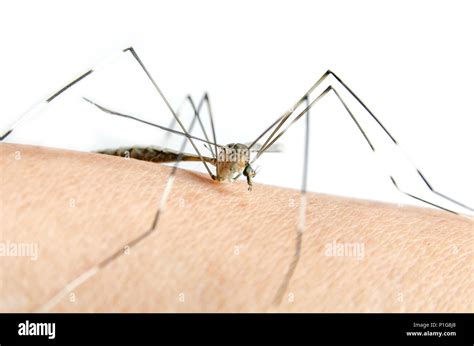 Mosquito Malaria Skin Close Up Hi Res Stock Photography And Images Alamy