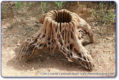 Golden barrel cactus plants are extremely drought tolerant and don't do well in soil that is sopping wet. Cholla Cactus Furniture | Dead Saguaro Cactus | Saguaro ...