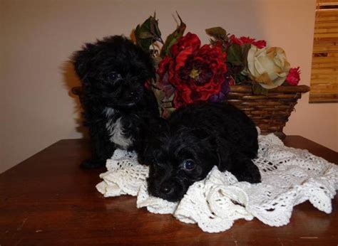 Best dog breeder in cullman. Yorkie-Poo Puppies for Sale in Cullman, Alabama Classified ...