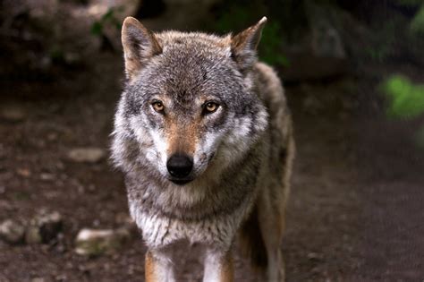 20 Facts About The Italian Wolf Hardcore Italians