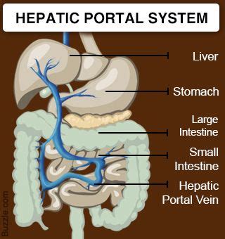 There is another vein chylomicrons carry the fat droplets from the gut wall, through portal circulation to the liver. small intestine to liver portal vein - Google Search | Fundamentals of Nutrition Graphics ...