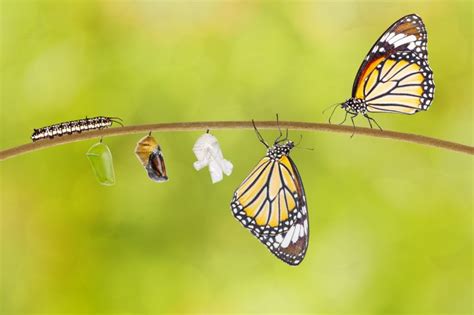 Lessons From A Caterpillars Transformation To Butterfly