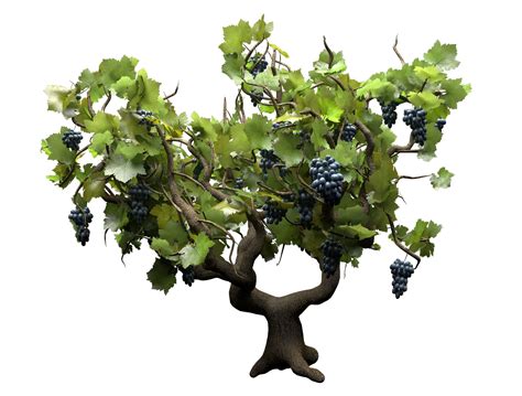 Italian Wine Plant Grapes 3d Model 3d Model Cgtrader