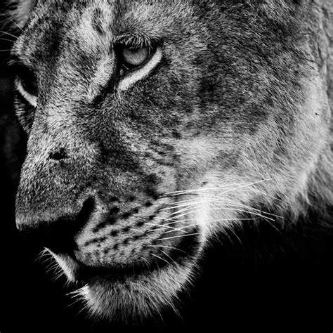 Black And White Wildlife Portraits By Laurent Baheux