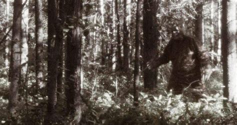 Bigfoot Facts That Reveal The Legend Of The Ape Man