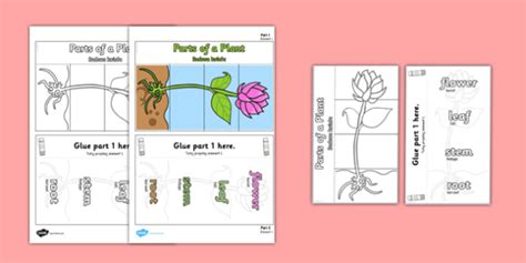 Parts Of A Plant Foldable Interactive Visual Aid Template Polish