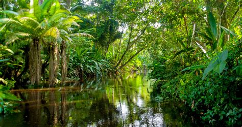 Welcome to the jungle it gets worse here everyday ya learn ta live like an animal in the jungle where we play if you got a hunger for what you see you'll take it eventually you can have. Start A Conversation From Afar With These 10 Zoom BackDrops