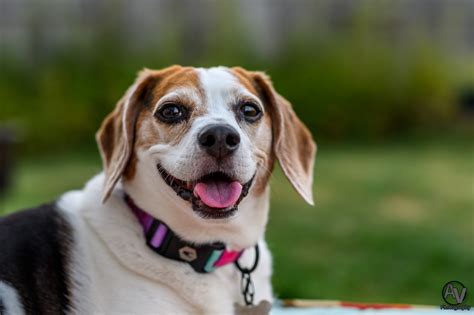Happy beagle : beagle