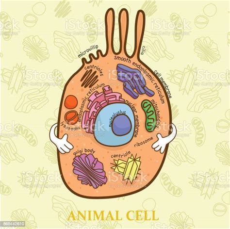 Education Chart Of Biology For Animal Cell Diagram Stock Illustration