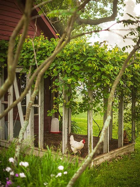 Zucchini, squash, tomatoes, pumpkins, and melons. 8 Adorable Chicken Coops to Inspire Your Next Backyard ...