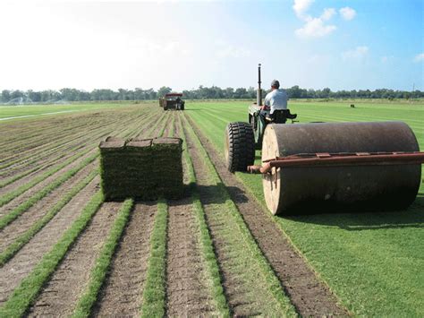 St augustine grass care and lawn maintenance schedule. 5 Types Of St. Augustine Grass Every Homeowner Should Know ...
