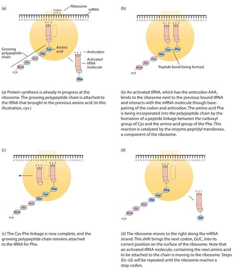 • dna replication • build a protein. 17.4: Protein Synthesis and the Genetic Code - Chemistry ...
