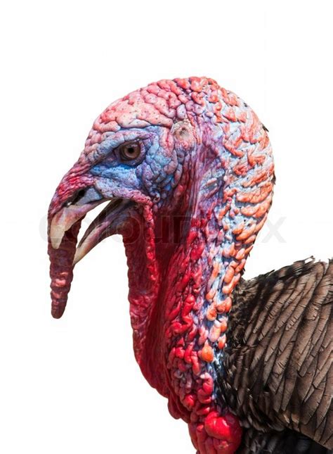 Portrait Of A Turkey A Over White Stock Image Colourbox