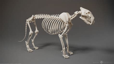 3d Lion Skeleton Sculpture 3d Model Cgtrader