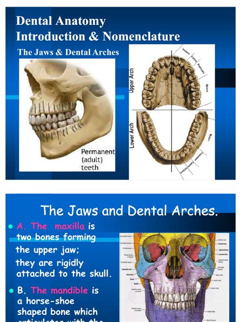 Dental Anatomy Pdf Tooth Dental Anatomy