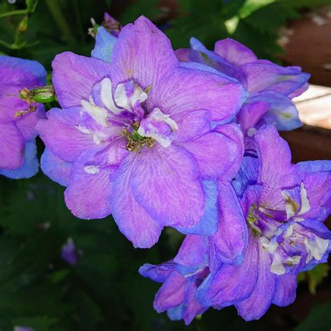 A Purple And Blue Flower Smithsonian Photo Contest Smithsonian Magazine