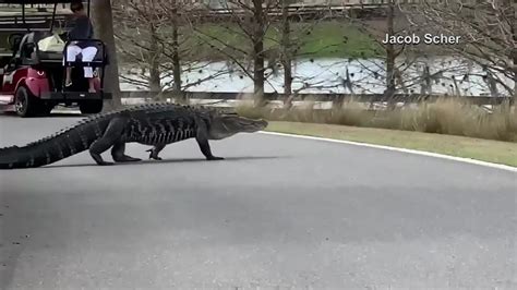Monster Gator Caught On Camera In Florida