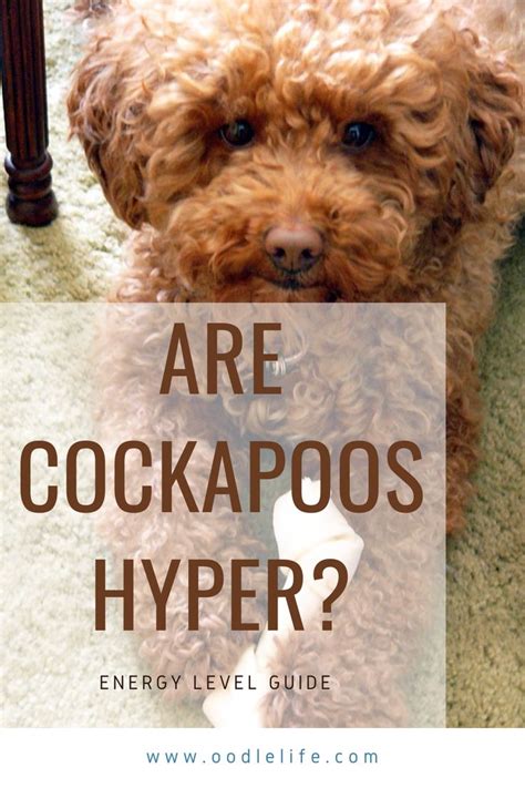 Are Cockapoos Hyper Can Cockapoos Be Left Alone Ultimate Guide