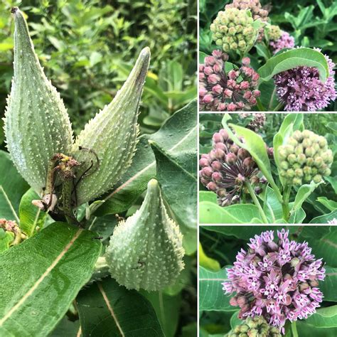 How To Grow Milkweed From Cutting