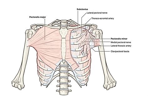 Easy Notes On The Pectoral Region Muscleslearn In Just Mins