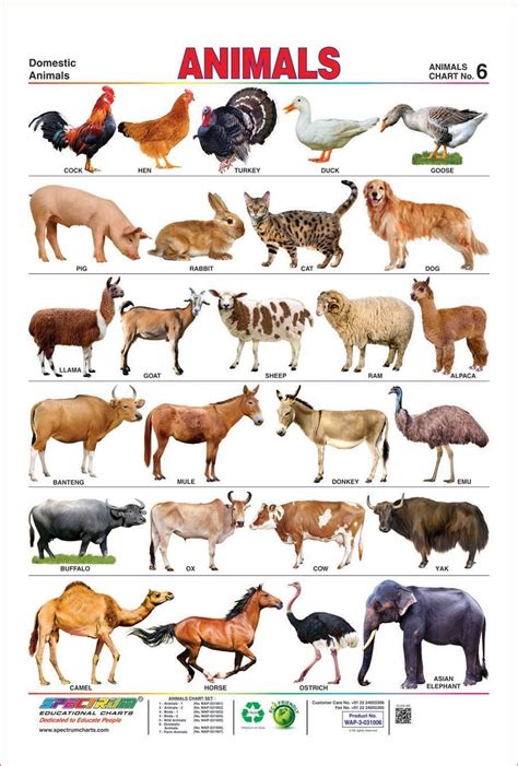 Animals name in English a to z with pictures - Listhadi.com