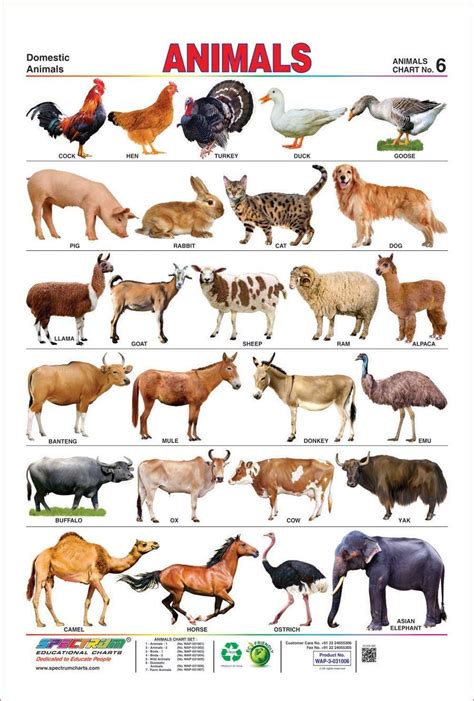 Animals Name In English A To Z With Pictures Listhadi