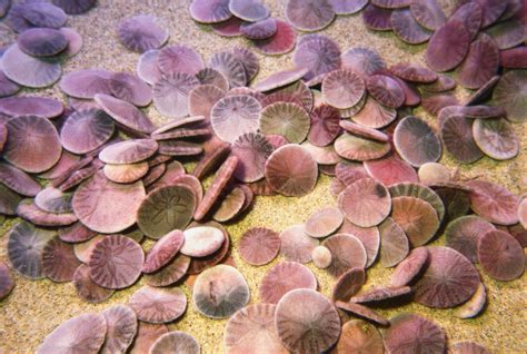 Sand Dollar Facts And Information
