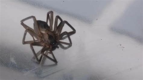 ‘we Should Just Burn It Down 30 Brown Recluse Spiders Found In