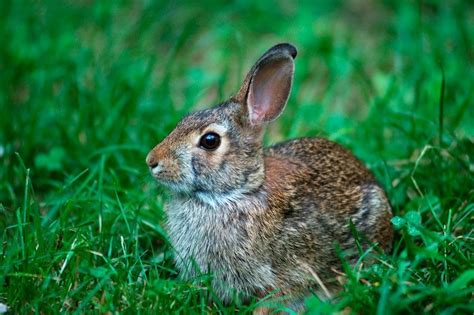 Conejos Animalesis ~ Todo Sobre El Mundo Animal