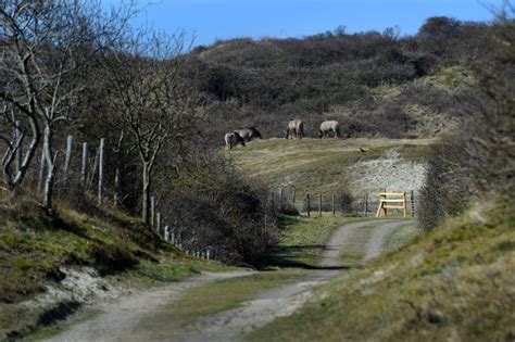 Natuurgebied van circa 400 hectare op het zeeuwse walcheren bron: Bezoekers vol lof over natuurgebied Oranjezon | Walcheren ...